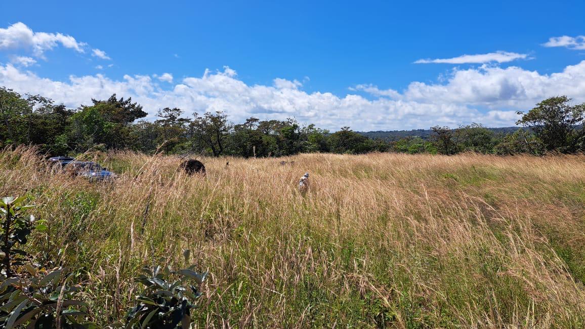 Property at chiriqui