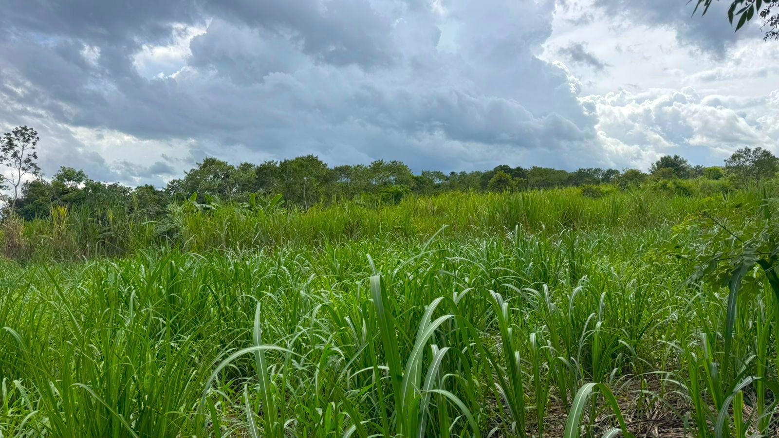 Property at balita de tinajas, dolega